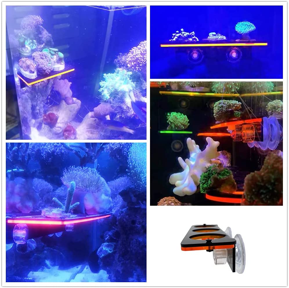 Floresan Mercan Frag Fiş Brake - Marine Aquarium All In One incelemesi ve fiyatı